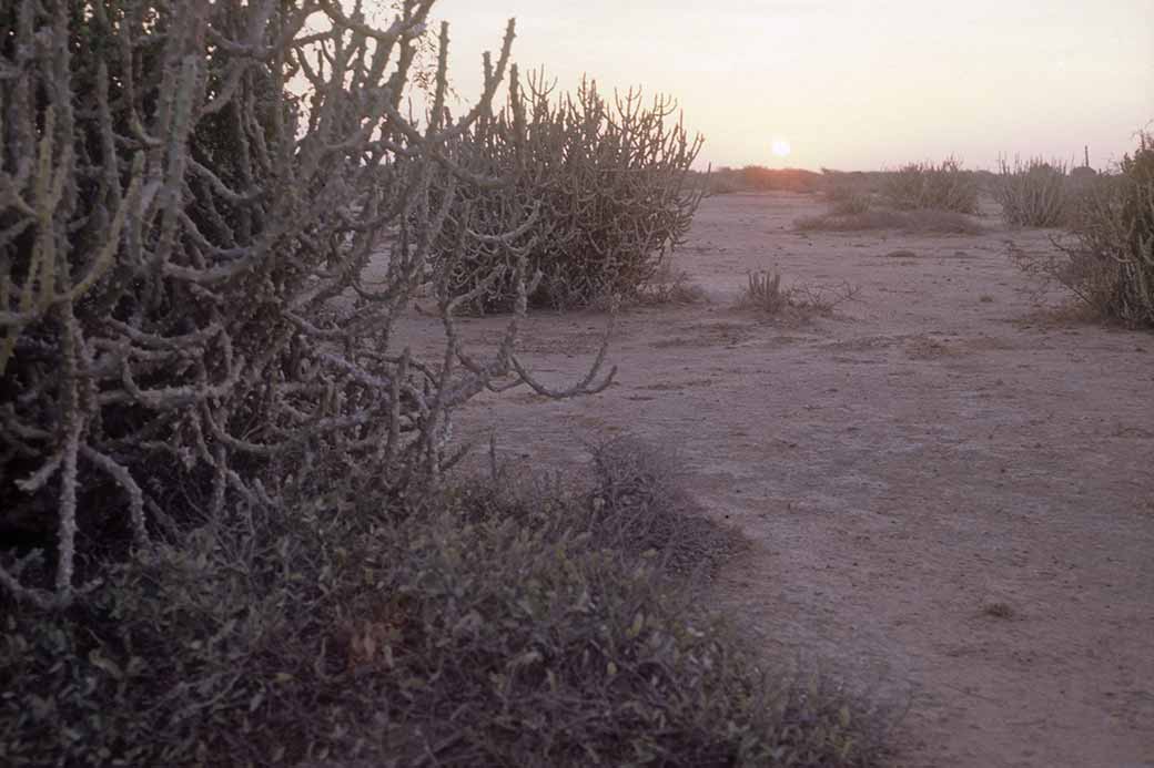Semidesert